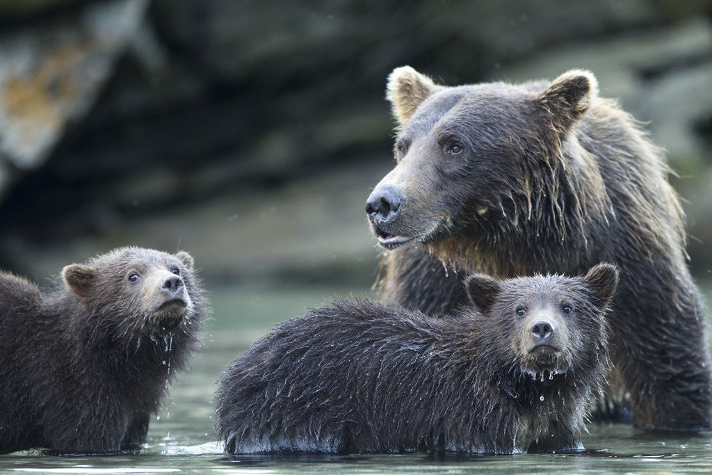 Detail of Brown Bear and Cubs, Katmai National Park, Alaska by Anonymous