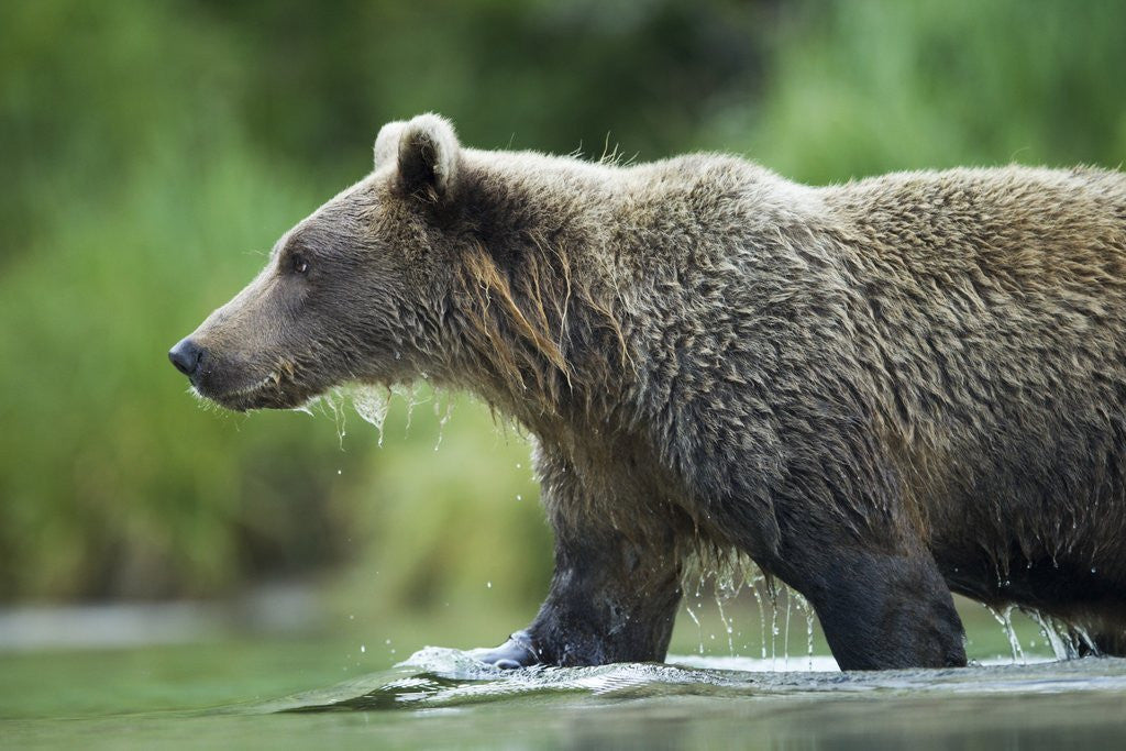 Detail of Brown Bear, Katmai National Park, Alaska by Anonymous