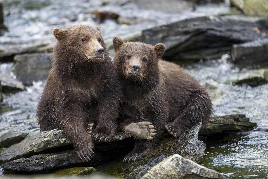 Detail of Brown Bear Cubs, Katmai National Park, Alaska by Anonymous
