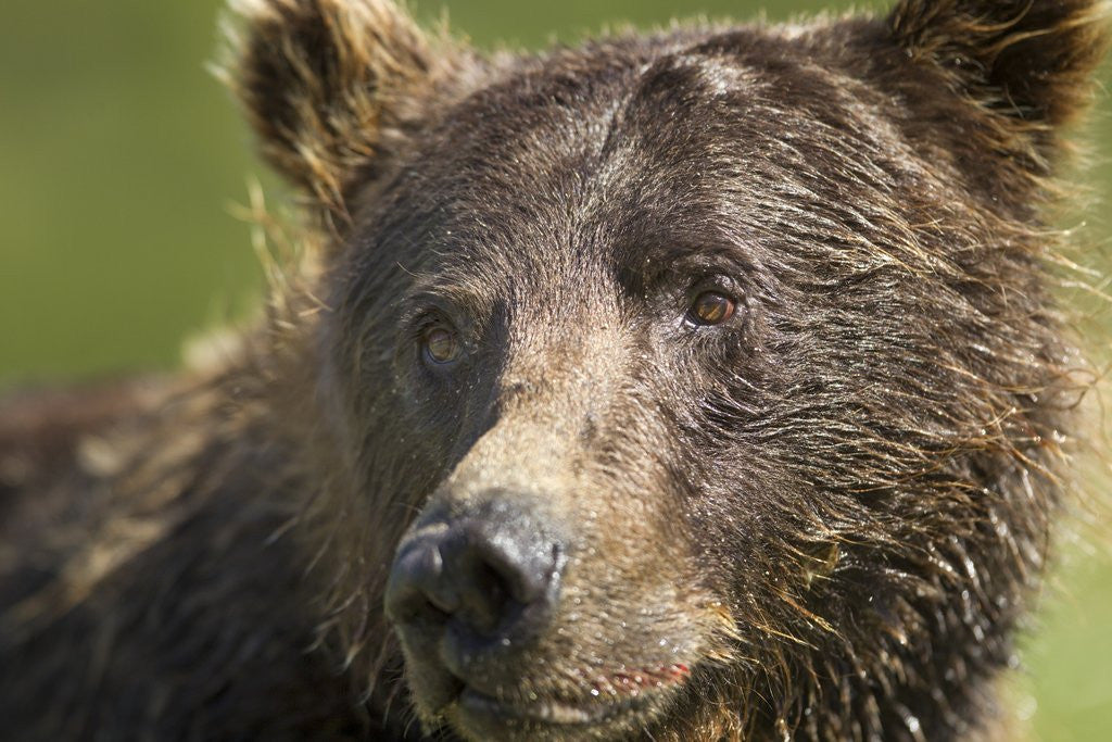 Detail of Brown Bear, Katmai National Park, Alaska by Anonymous