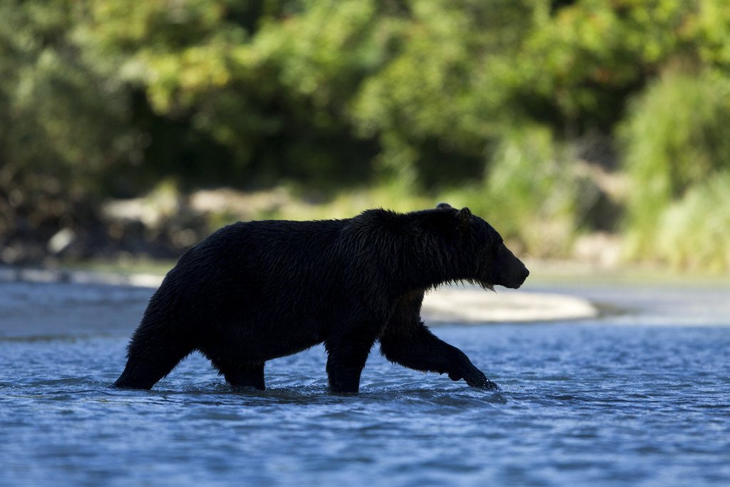 Detail of Brown Bear, Katmai National Park, Alaska by Anonymous