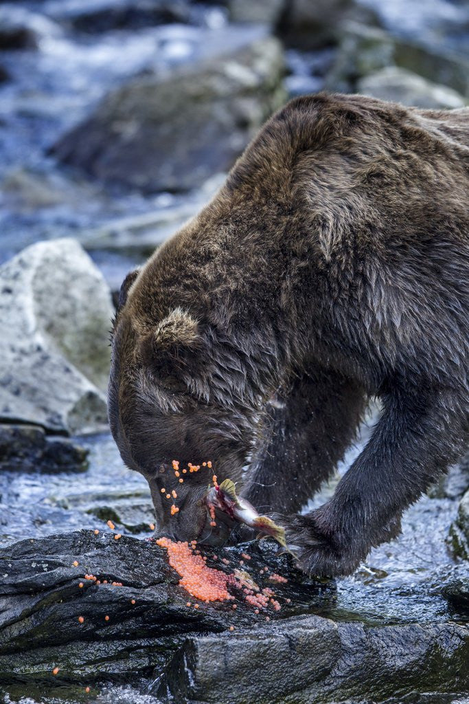 Detail of Brown Bear, Katmai National Park, Alaska by Anonymous