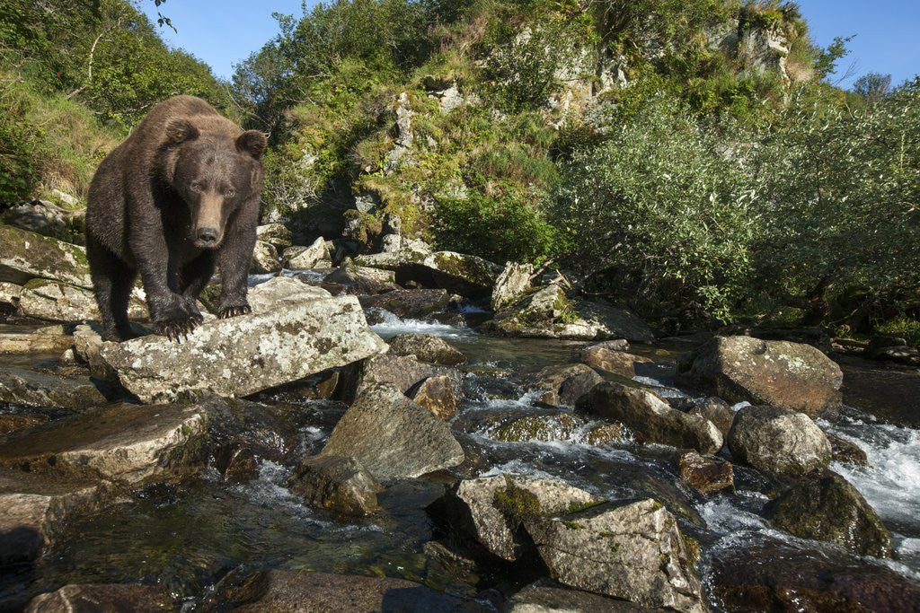 Detail of Brown Bear, Katmai National Park, Alaska by Anonymous