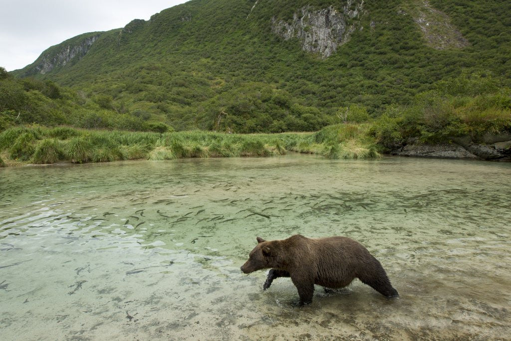 Detail of Brown Bear, Katmai National Park, Alaska by Anonymous