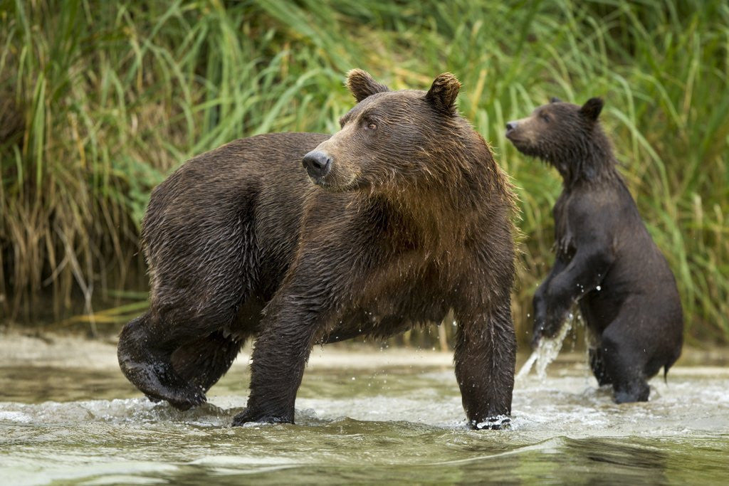 Detail of Brown Bear Mother and Cub, Katmai National Park, Alaska by Anonymous