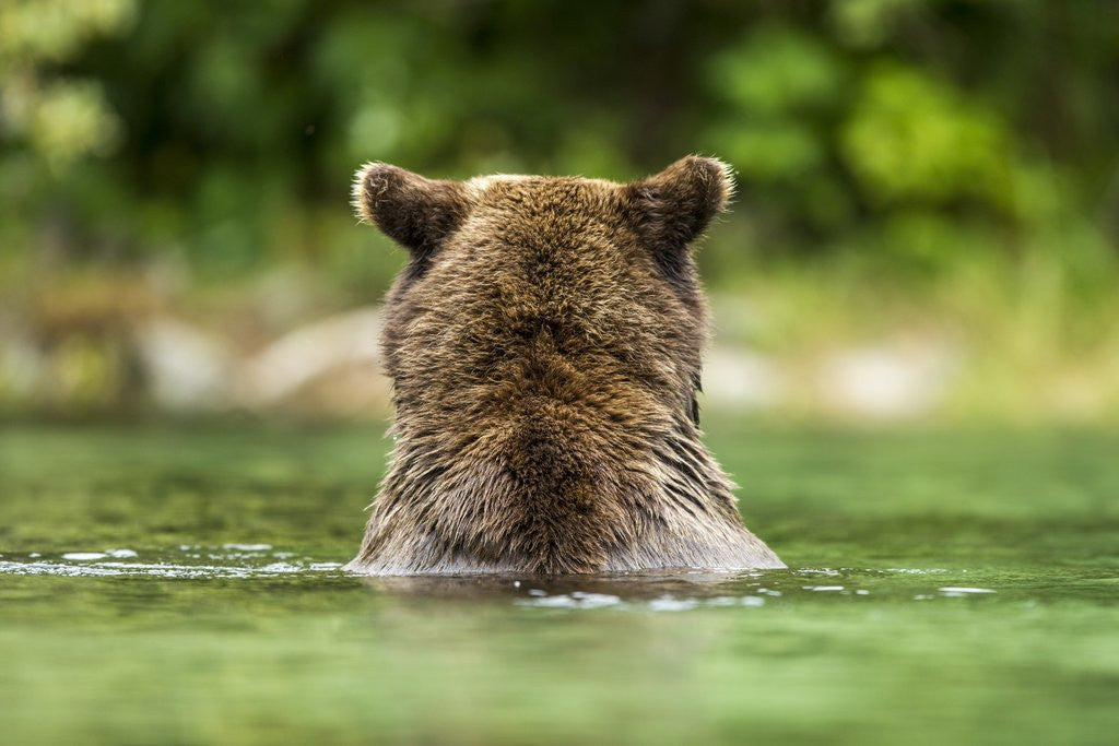 Detail of Brown Bear, Katmai National Park, Alaska by Anonymous