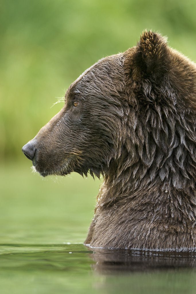 Detail of Brown Bear, Katmai National Park, Alaska by Anonymous