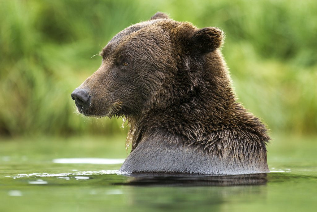 Detail of Brown Bear, Katmai National Park, Alaska by Anonymous