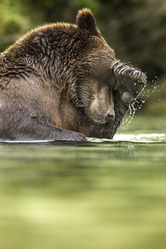 Detail of Brown Bear, Katmai National Park, Alaska by Anonymous