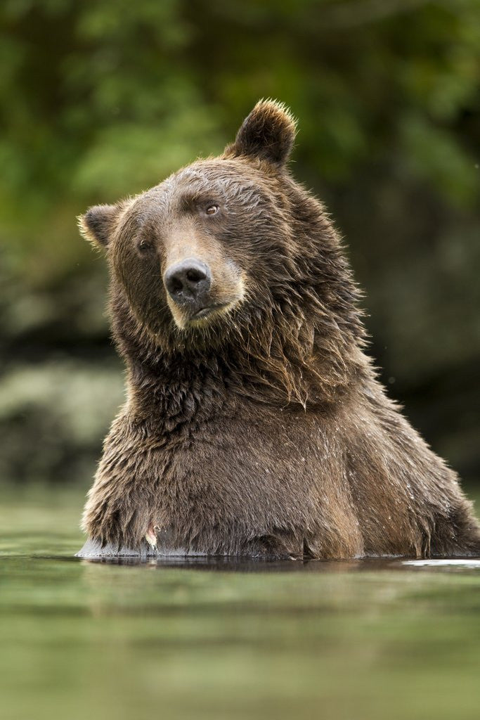 Detail of Brown Bear, Katmai National Park, Alaska by Anonymous