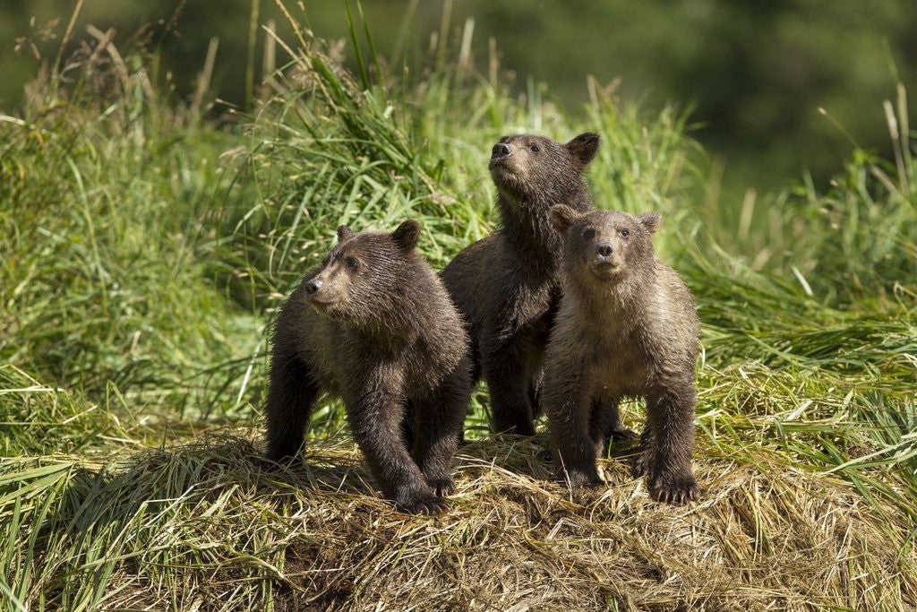 Detail of Brown Bear Cubs, Katmai National Park, Alaska by Anonymous