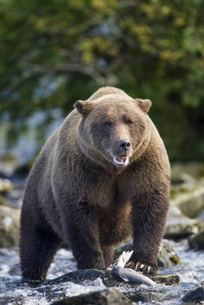 Detail of Brown Bear, Katmai National Park, Alaska by Anonymous