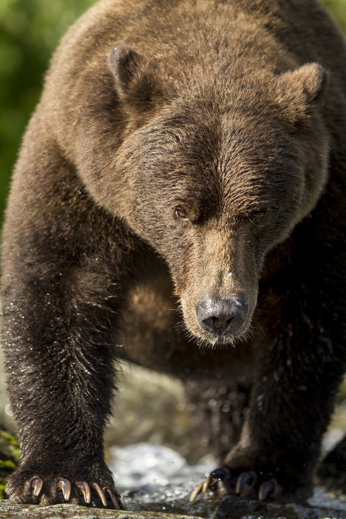Detail of Brown Bear, Katmai National Park, Alaska by Anonymous