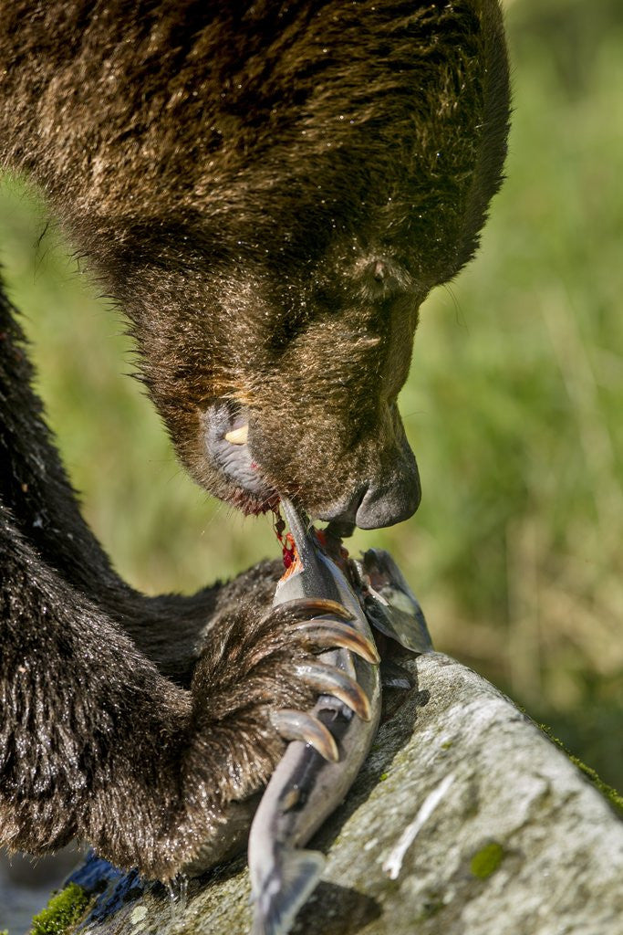 Detail of Brown Bear and Salmon, Katmai National Park, Alaska by Anonymous