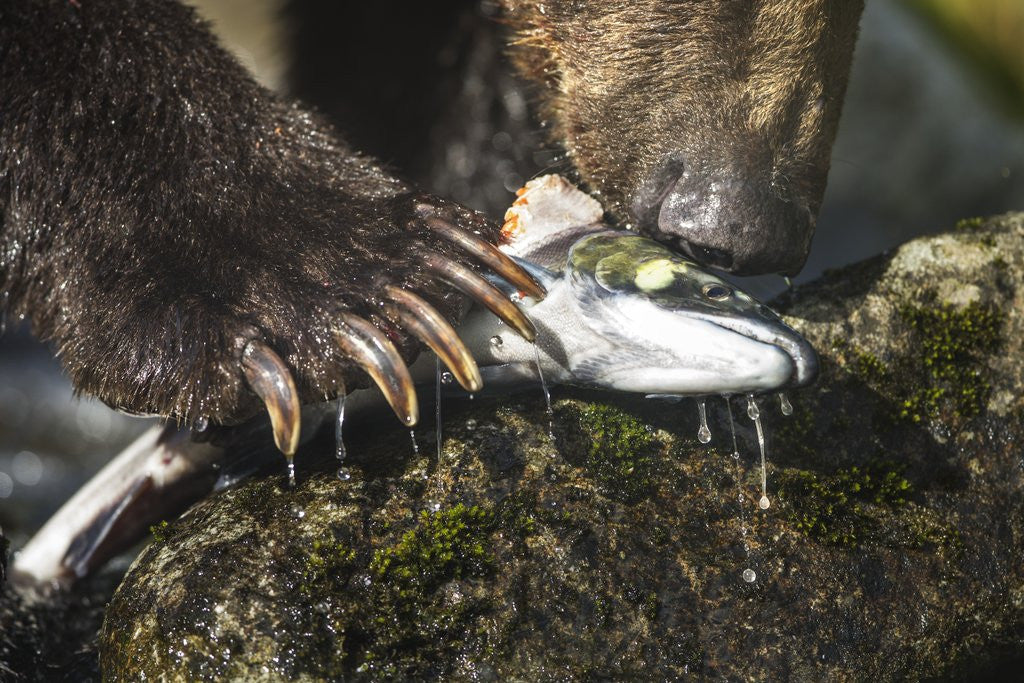 Detail of Brown Bear, Katmai National Park, Alaska by Anonymous