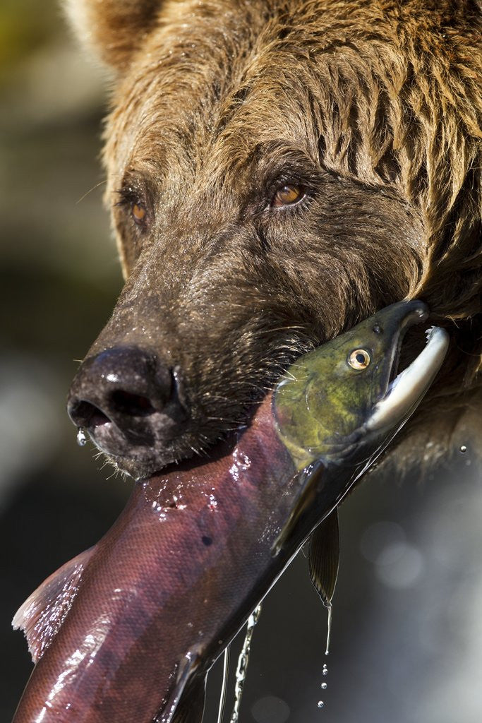 Detail of Brown Bear and Salmon, Katmai National Park, Alaska by Anonymous