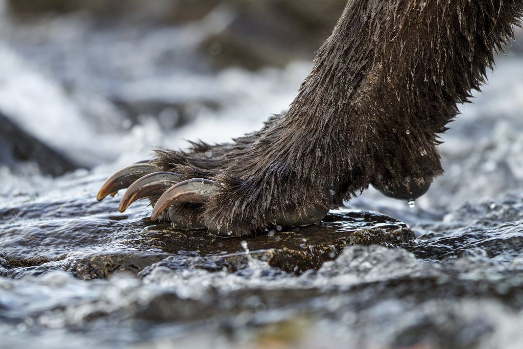 Detail of Brown Bear Claws, Katmai National Park, Alaska by Anonymous