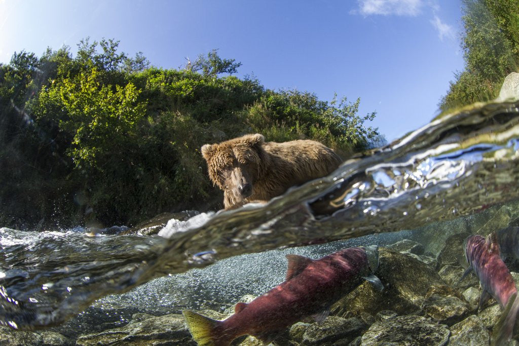 Detail of Brown Bear and Underwater Salmon, Katmai National Park, Alaska by Anonymous