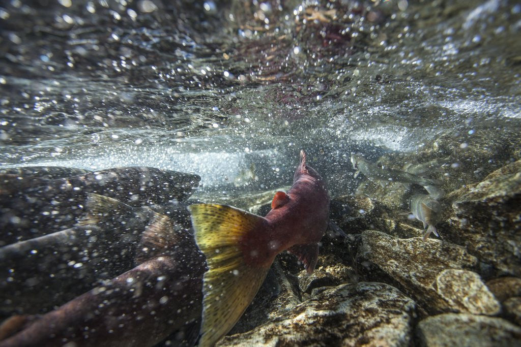 Detail of Spawning Red Salmon, Katmai National Park, Alaska by Anonymous