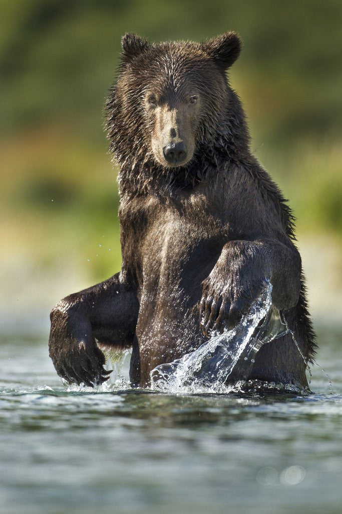 Detail of Brown Bear, Katmai National Park, Alaska by Anonymous