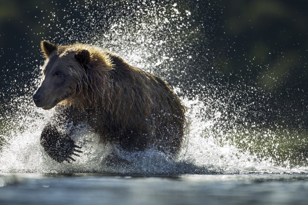 Detail of Brown Bear, Katmai National Park, Alaska by Anonymous
