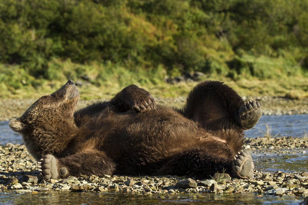 Detail of Resting Brown Bear, Katmai National Park, Alaska by Anonymous