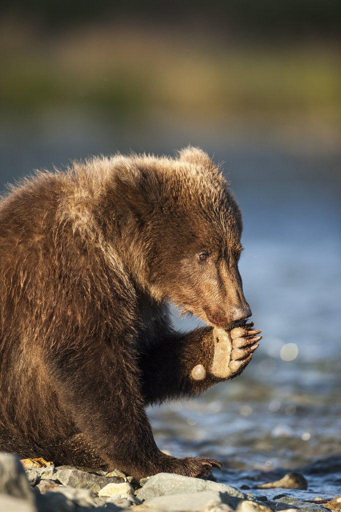 Detail of Brown Bear Cub, Katmai National Park, Alaska by Corbis