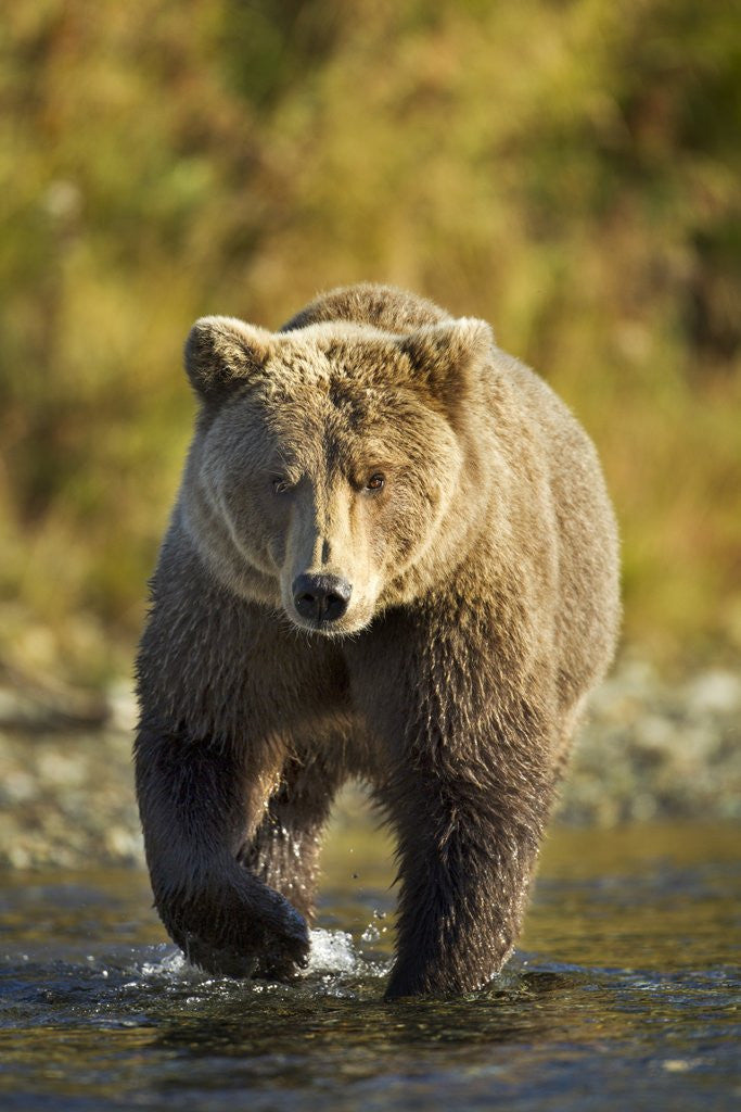 Detail of Brown Bear, Katmai National Park, Alaska by Anonymous