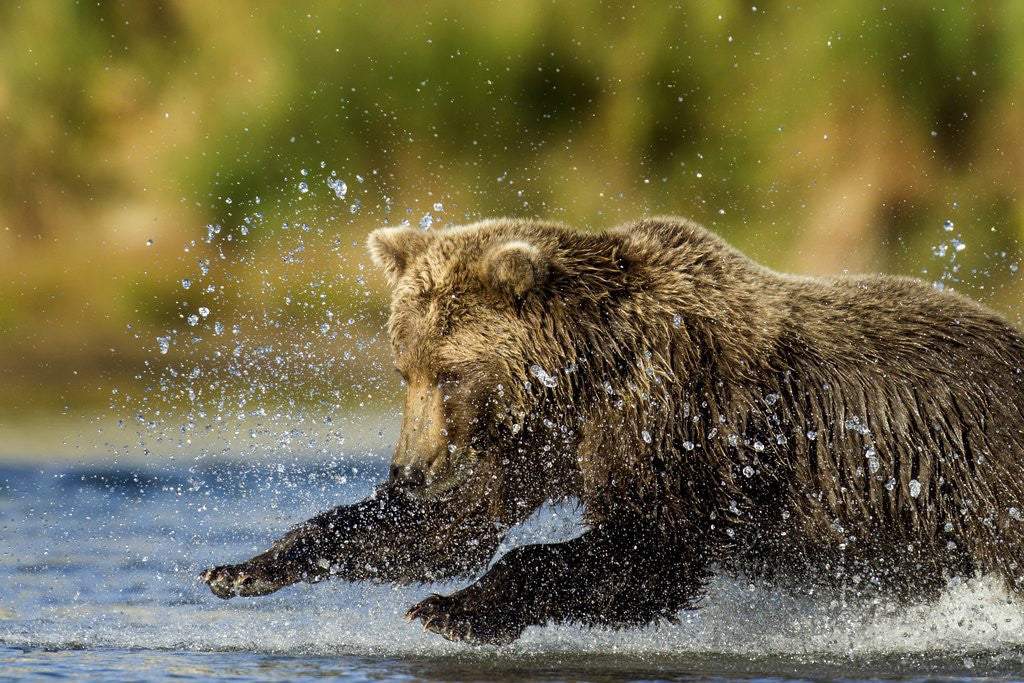 Detail of Brown Bear, Katmai National Park, Alaska by Anonymous