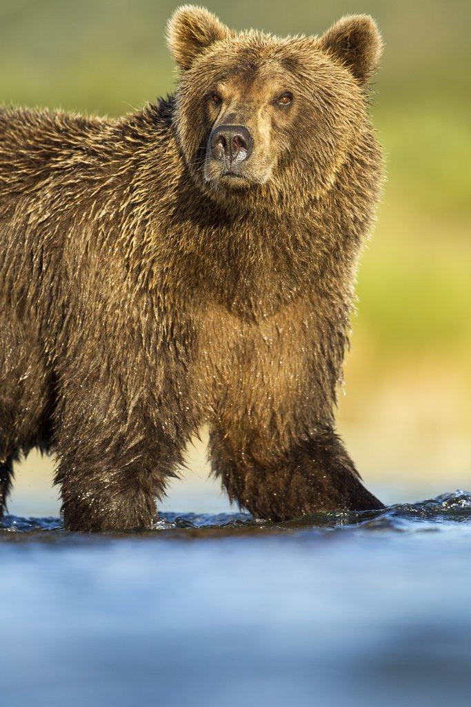 Detail of Brown Bear, Katmai National Park, Alaska by Anonymous