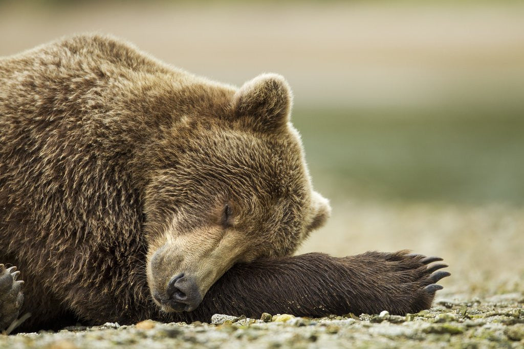 Detail of Sleeping Brown Bear, Katmai National Park, Alaska by Anonymous