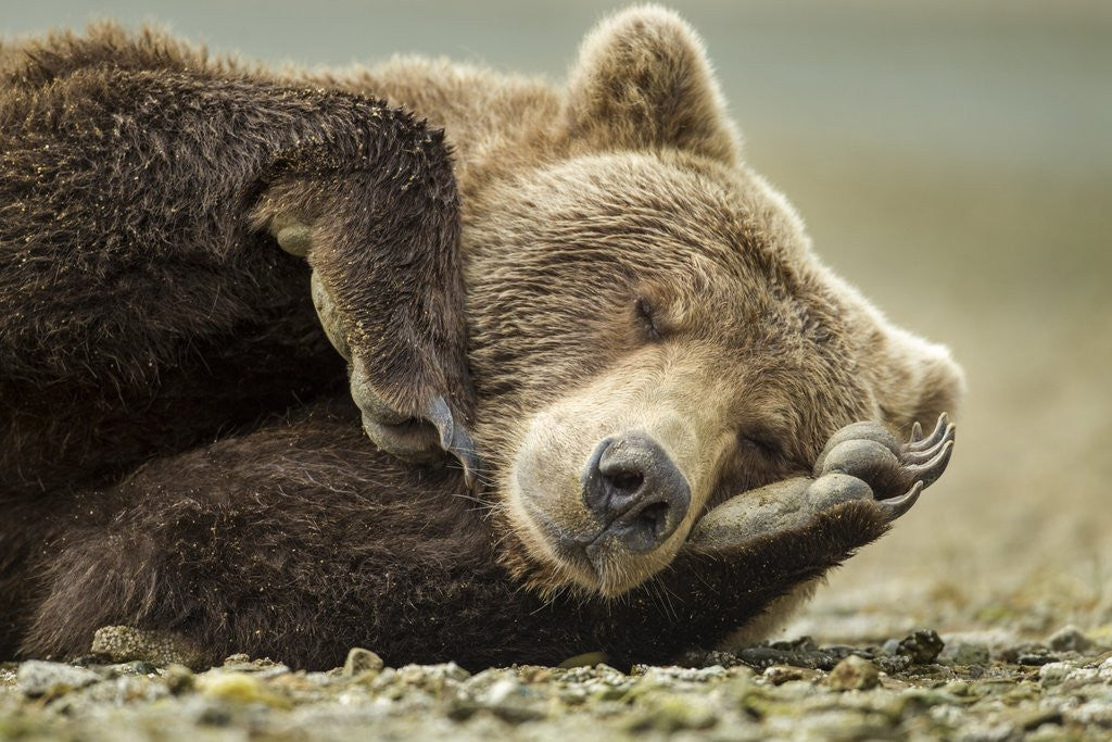Detail of Sleeping Brown Bear, Katmai National Park, Alaska by Anonymous