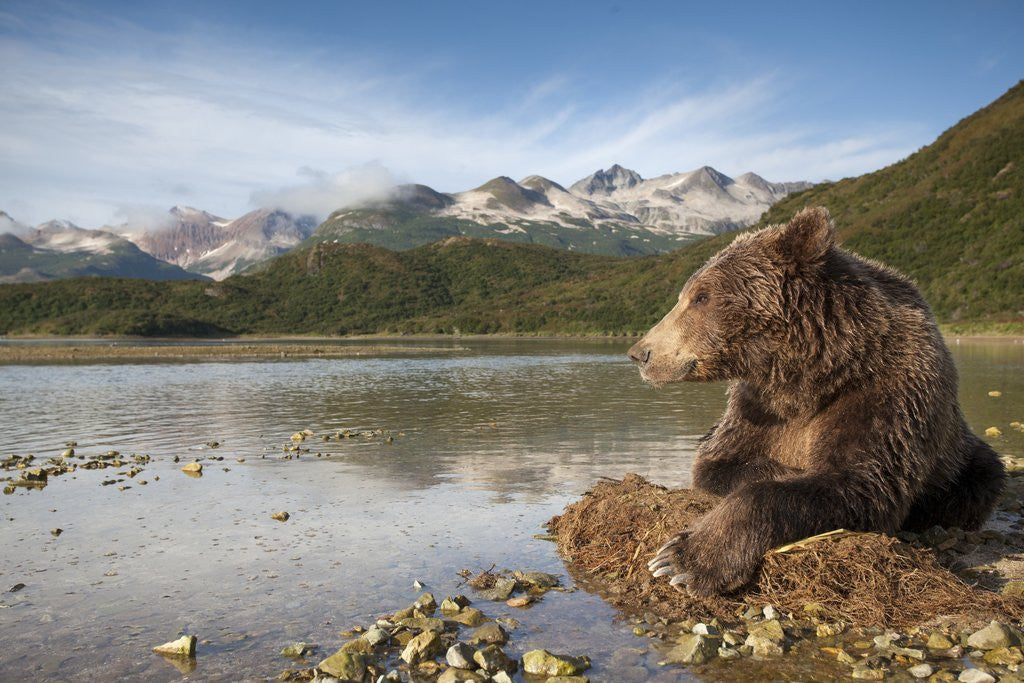 Detail of Brown Bear, Katmai National Park, Alaska by Anonymous