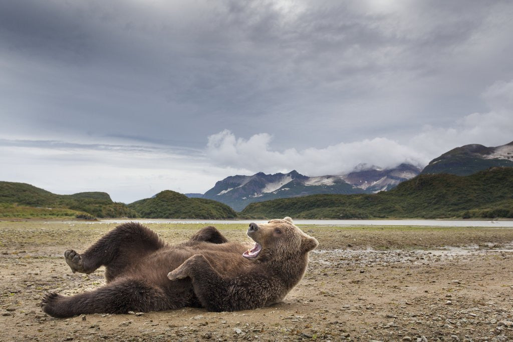 Detail of Brown Bear, Katmai National Park, Alaska by Anonymous