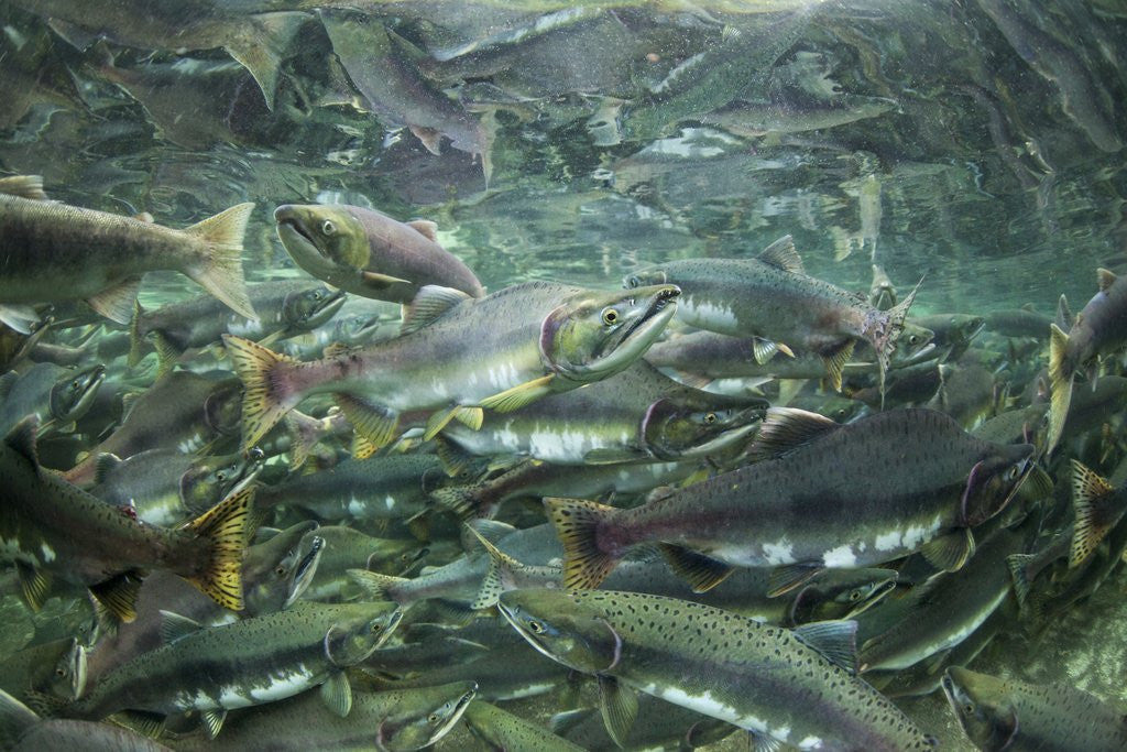 Detail of Spawning Salmon, Katmai National Park, Alaska by Anonymous