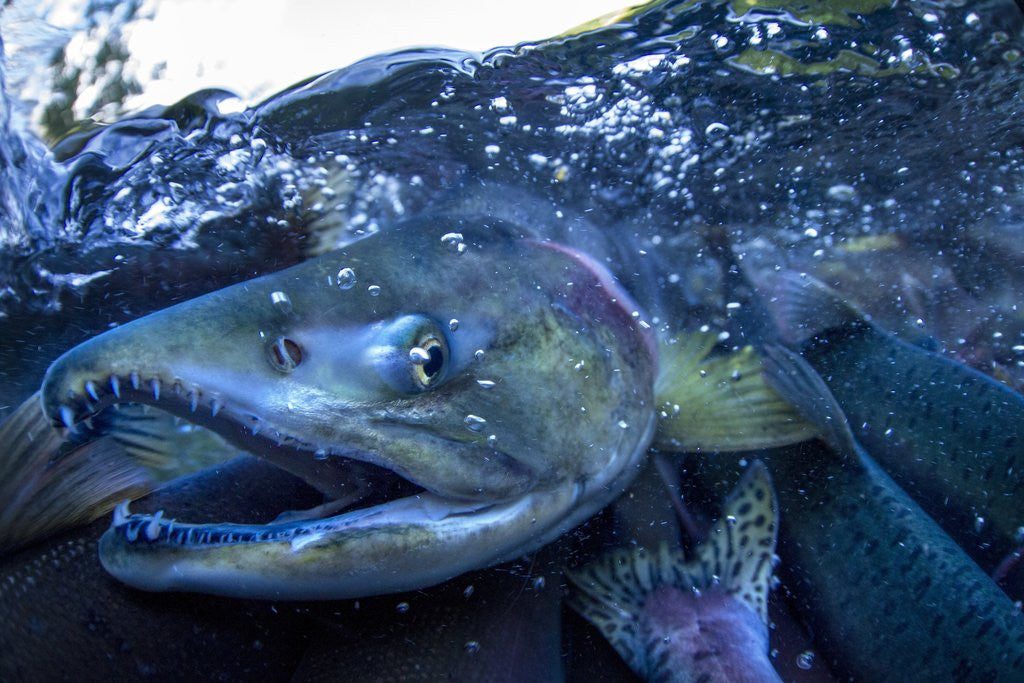 Detail of Spawning Salmon, Katmai National Park, Alaska by Anonymous