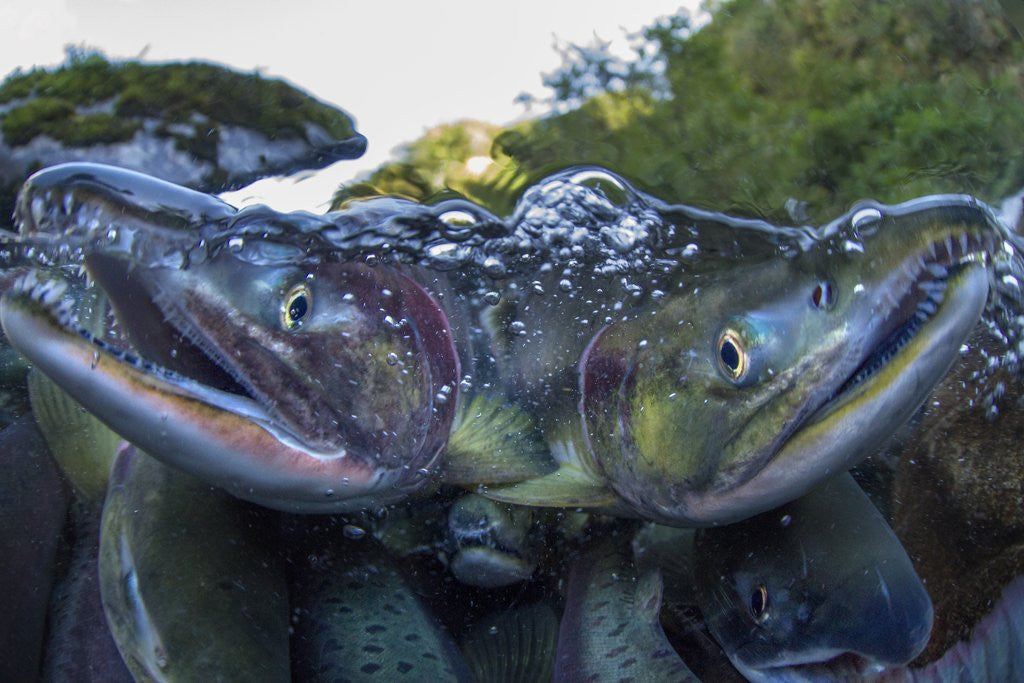 Detail of Spawning Salmon, Katmai National Park, Alaska by Anonymous