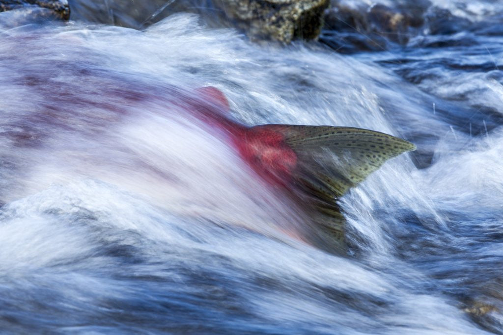 Detail of Spawning Salmon, Katmai National Park, Alaska by Anonymous