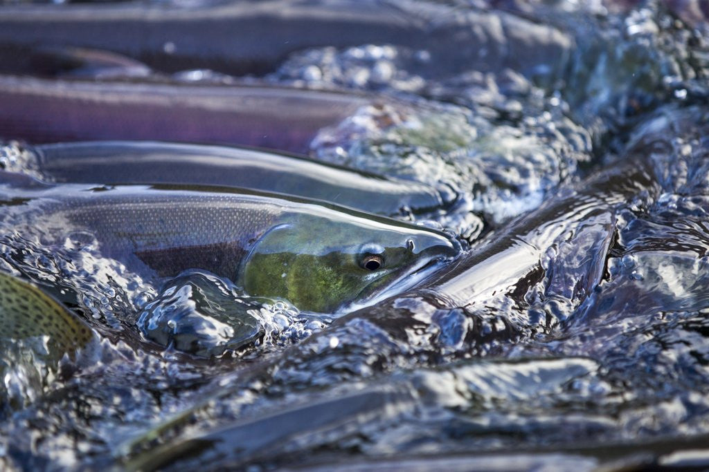 Detail of Spawning Salmon, Katmai National Park, Alaska by Anonymous
