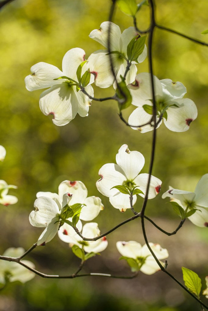 Detail of Dogwood tree flowers by Anonymous
