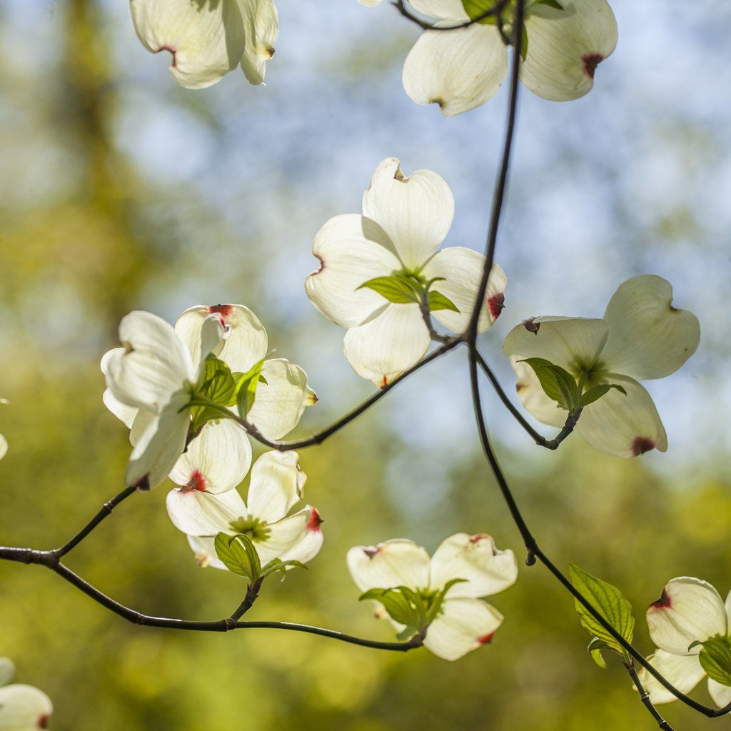 Detail of Dogwood tree flowers by Anonymous