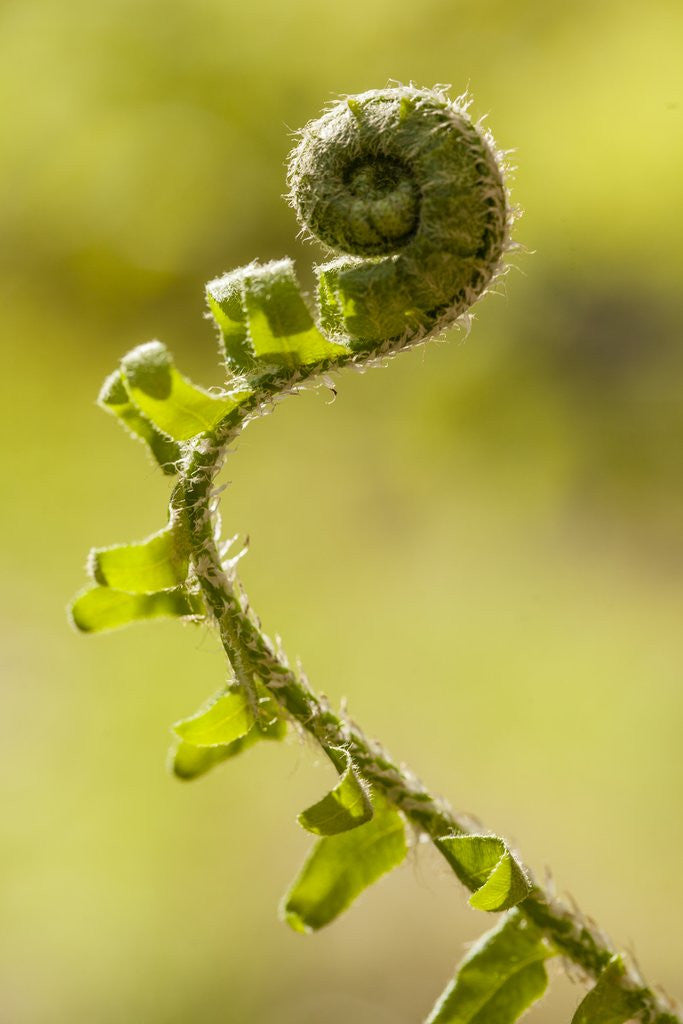 Detail of Fiddlehead Fern by Anonymous