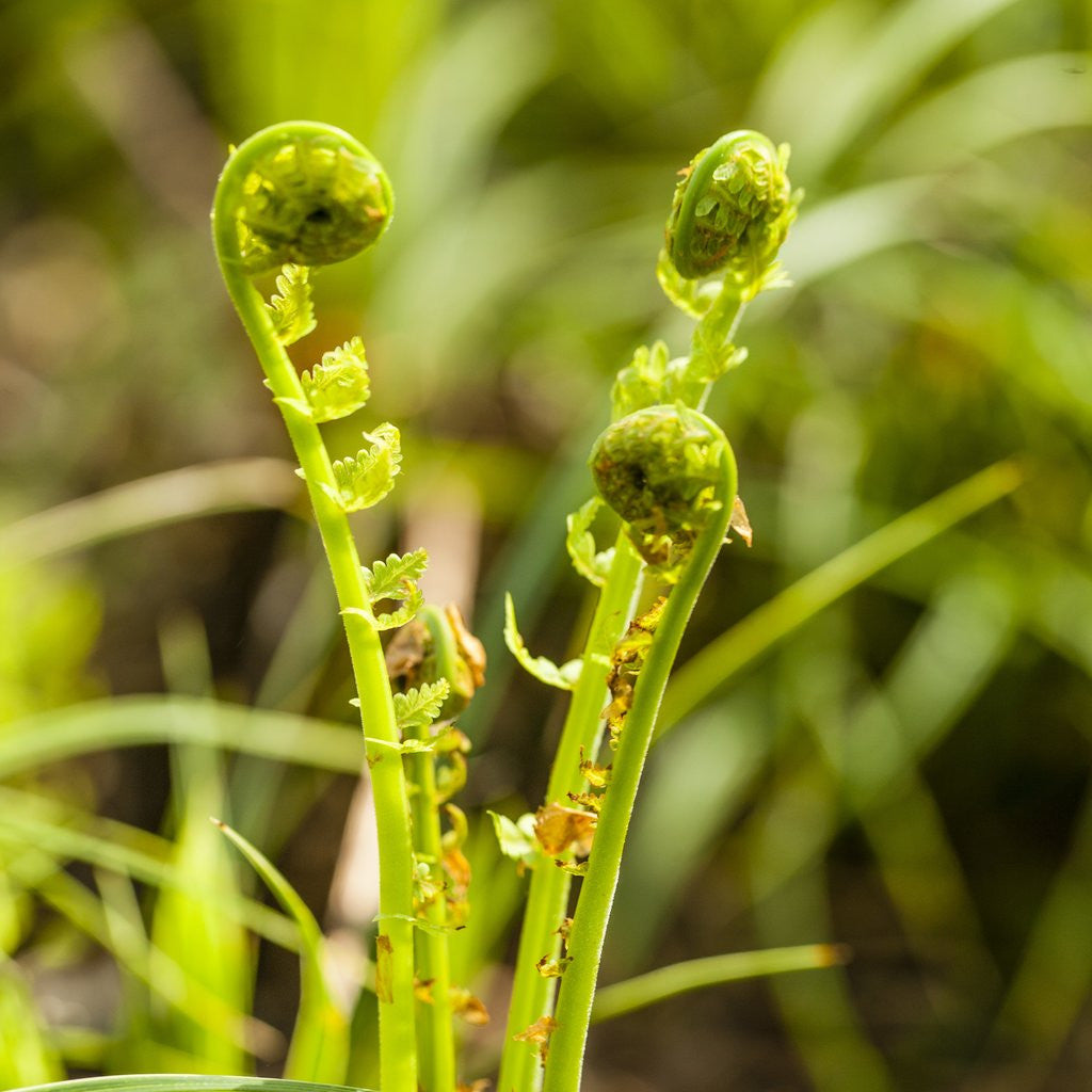 Detail of Fiddlehead Fern by Anonymous