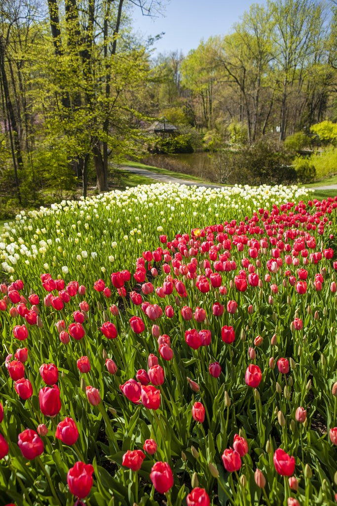 Detail of Red Tulip in Bloom by Anonymous