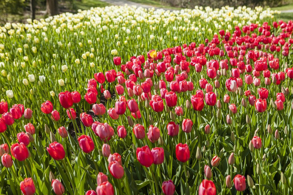 Detail of Red Tulip in Bloom by Anonymous