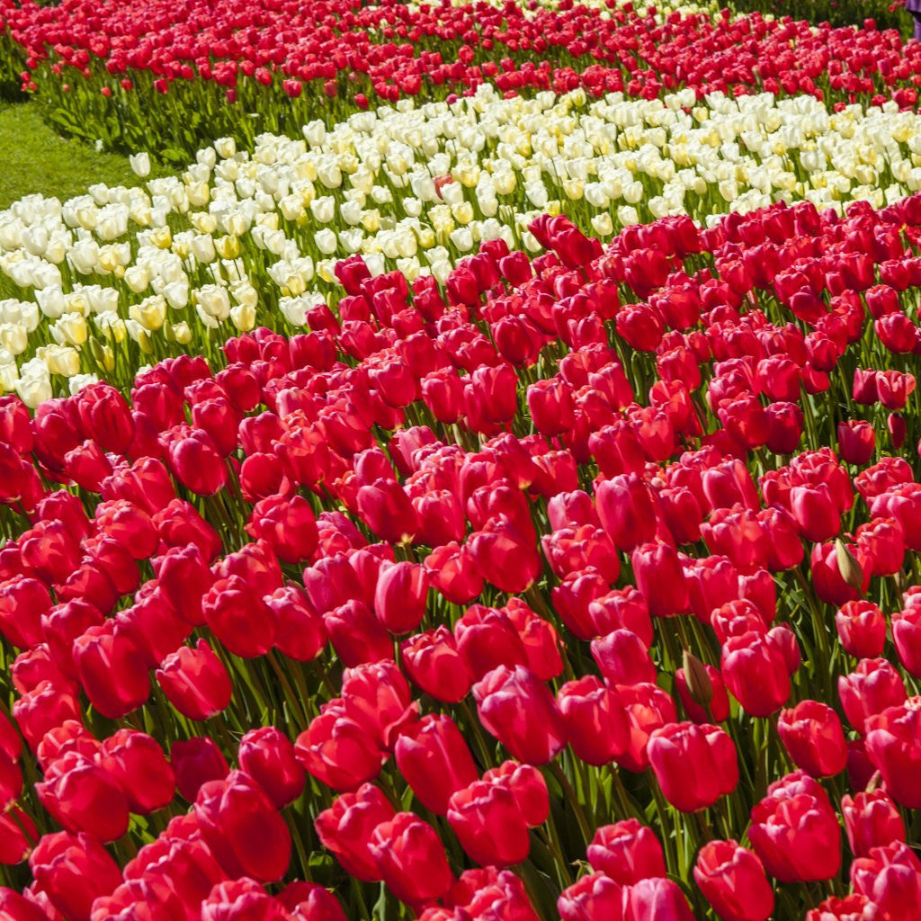 Detail of Red Tulip in Bloom by Anonymous