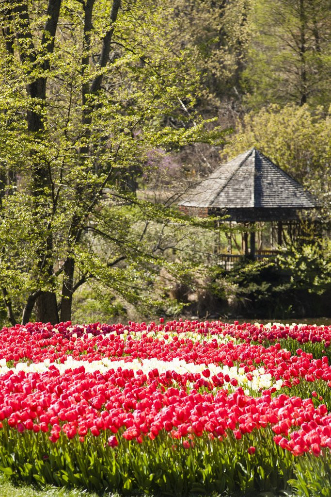 Detail of Red Tulip in Bloom by Anonymous