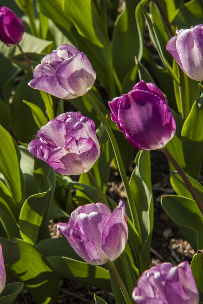Detail of Purple Tulips in Bloom by Anonymous
