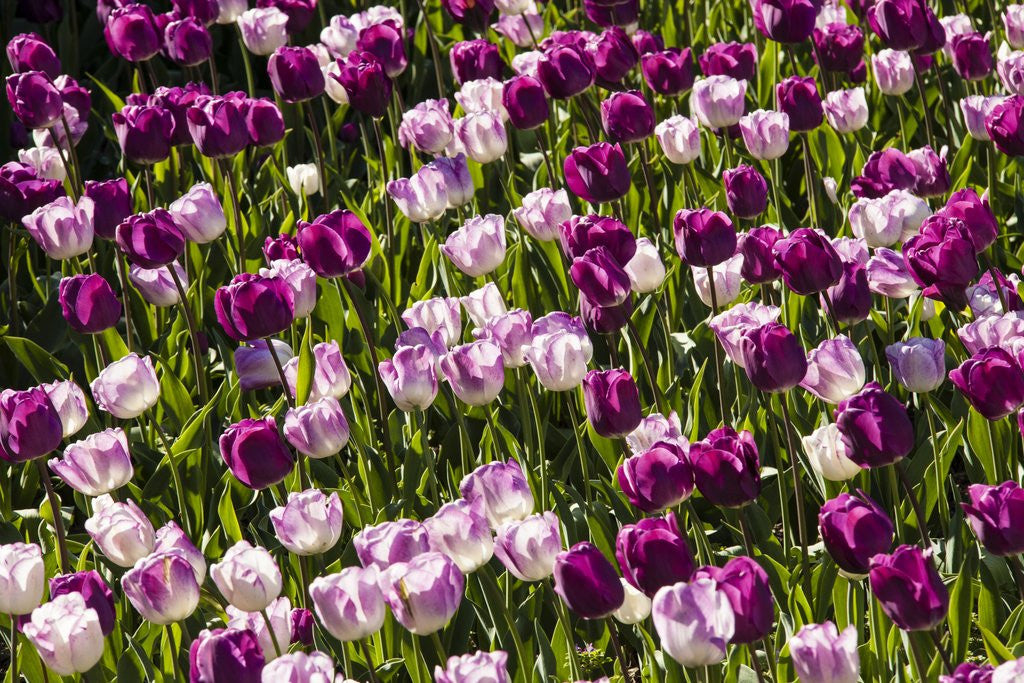 Detail of Purple Tulips in Bloom by Anonymous