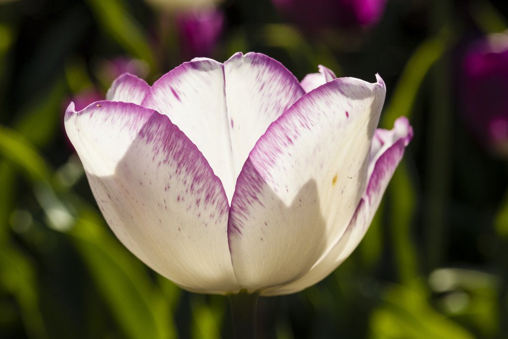 Detail of Purple Tulips in Bloom by Anonymous